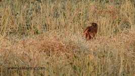 2018.07.12 Montagu's Harrier.JPG