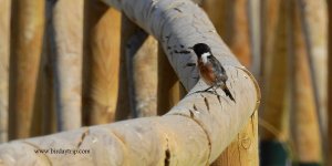 2018.07.12 Stonechat.JPG