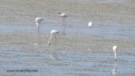 2018.07.12 Lesser Flamingo.JPG