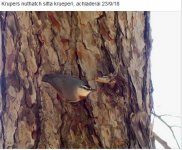 Krupers Nuthatch Achladeri 220918 photo by Michael Smith.JPG