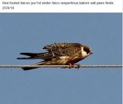 Red footed falcon juv Lotzaria 250918 photo Michael Smith.JPG