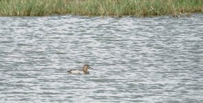 DSC01630 Common Pochard @ San Tin.jpg