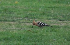 hoopoe 017.jpg