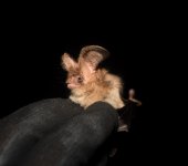 Brown Long Eared Bat.JPG
