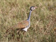 white bellied bustard2.jpg