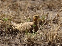 chestnut breasted sandgrouse.jpg