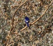 white winged fairy wren.JPG