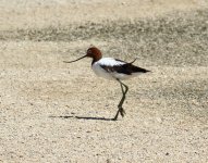 aus avocet.JPG