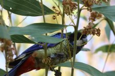 northern rosella.JPG