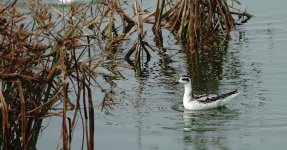 DSC01619 RN Phalarope @ San Tin.jpg