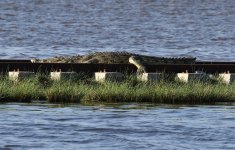 crocodile on the tracks.jpg