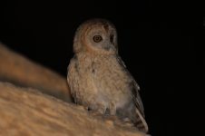Humes Tawny Owl jor 1.jpg