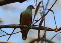 rc fruit dove.JPG