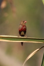 crimson finch2.jpg