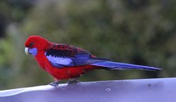 crimson rosella.JPG