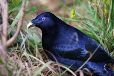 satin bowerbird cu.JPG