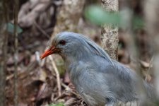 kagu near entrance.JPG