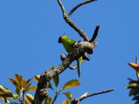 horned parakeet.JPG