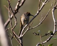 barred honeyeater.JPG