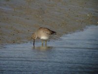 LB dowitcher dundalk 250207 (2).JPG