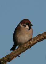 tree sparrow.jpg