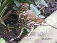 S.Thrush.jpg