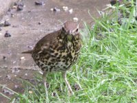 S.Thrush (1).jpg