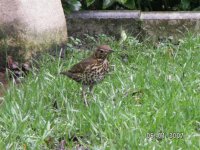 S.Thrush (2).jpg