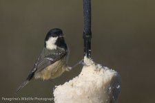 Coal Tit.jpg