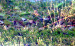 snow bunting poss queensboro.jpg