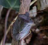 greenshieldbug.jpg