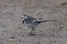 pied wagtail.jpg