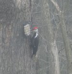 pileated.jpg