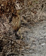 DSC01755 Yellow Bittern @ San Tin.jpg