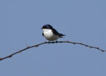 white tailed swallow2.jpg
