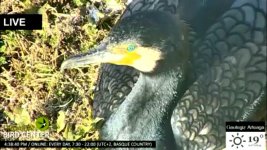 2019-02-15 Cormorant.jpg