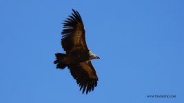 2018.10.13 Griffon Vulture.JPG