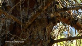 2018.10.13 Short-toed Treecreeper.JPG