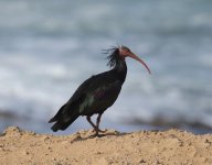 bald ibis sea in background.jpg