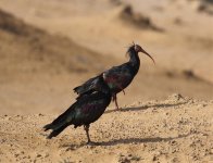 bald ibis pair.jpg