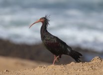 bald ibis single.JPG
