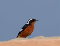 moussier redstart male.jpg