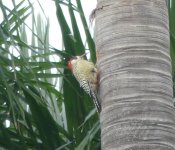 WestIndianWoodpecker.jpg