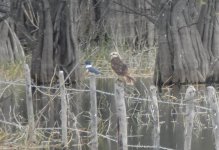 SnailKite&BeltedKingfisher.jpg