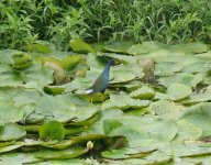 PurpleGallinule.jpg