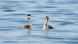 2019.01.18 Great Crested Grebes.JPG