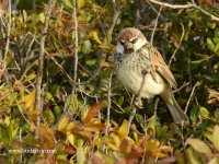 2019.01.18 Spanish Sparrow.JPG