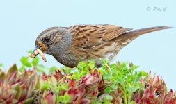 dunnock 01PN lab.jpg