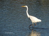 2018.12.21 Great White Egret.JPG