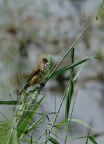DSC02007 Oriental Reed Warbler @ San Tin.jpg